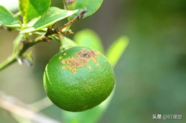 50万斤鹿寨蜜橙怎么办？