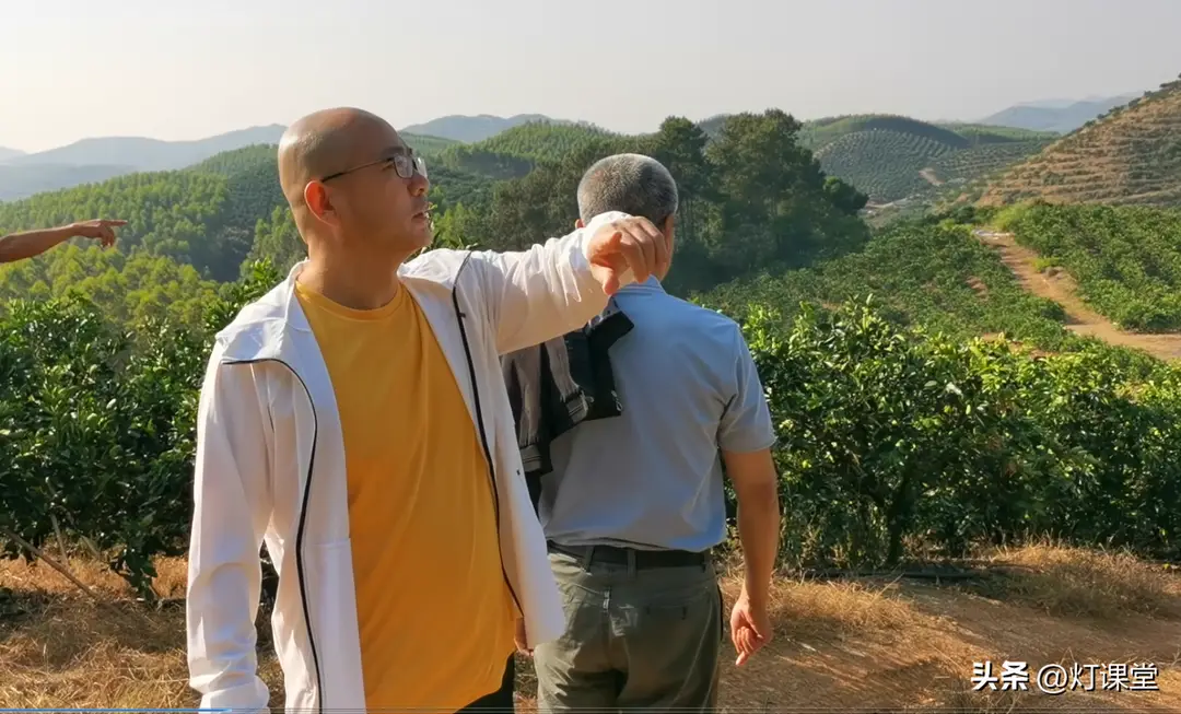 50万斤鹿寨蜜橙怎么办？